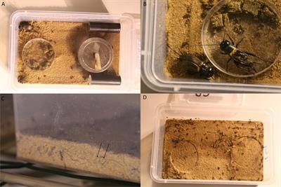 How to Restore Invertebrate Diversity of Degraded Heathlands? A Case Study on the Reproductive Performance of the Field Cricket Gryllus campestris (L.)